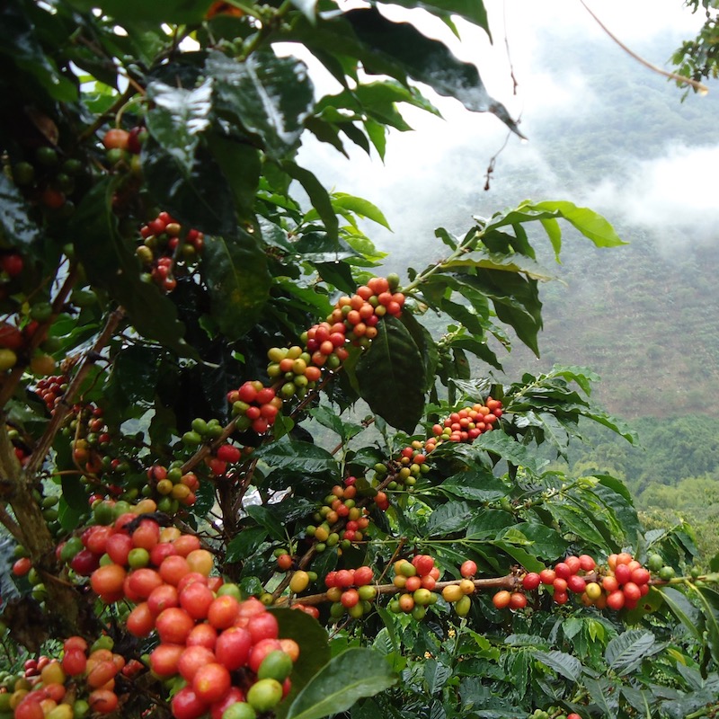 Café INDE MALABAR – Image 2