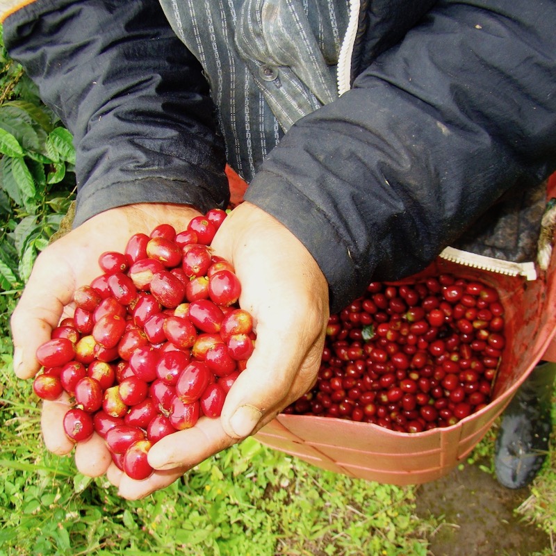 Café INDE MALABAR – Image 3