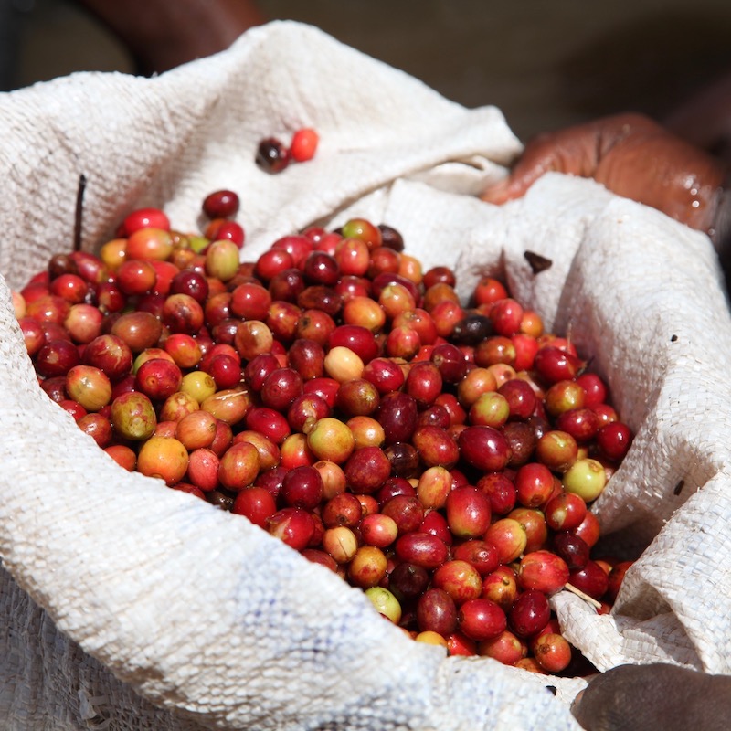 Café INDE MALABAR – Image 4