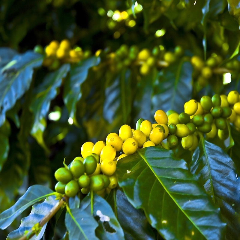 Café SUMATRA GAYO MOUNTAIN – Image 4