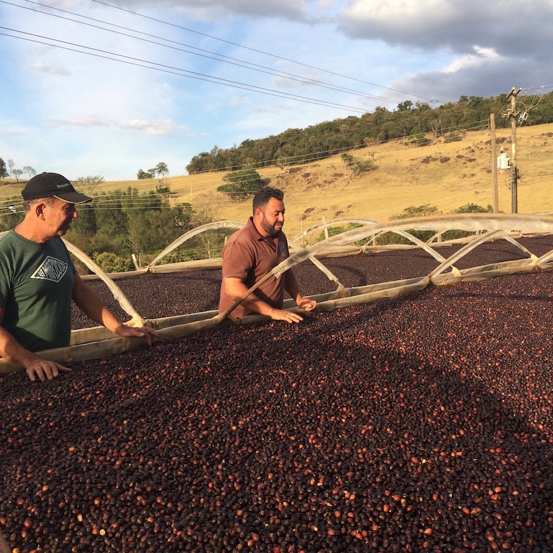 Café GUATEMALA SHB – Image 2