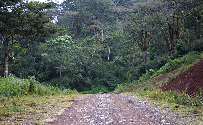 Café MOKA SIDAMO – Image 3