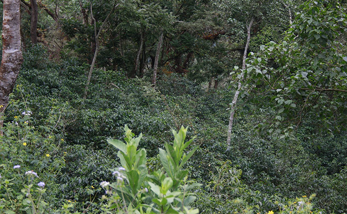 Café MOKA SIDAMO – Image 4